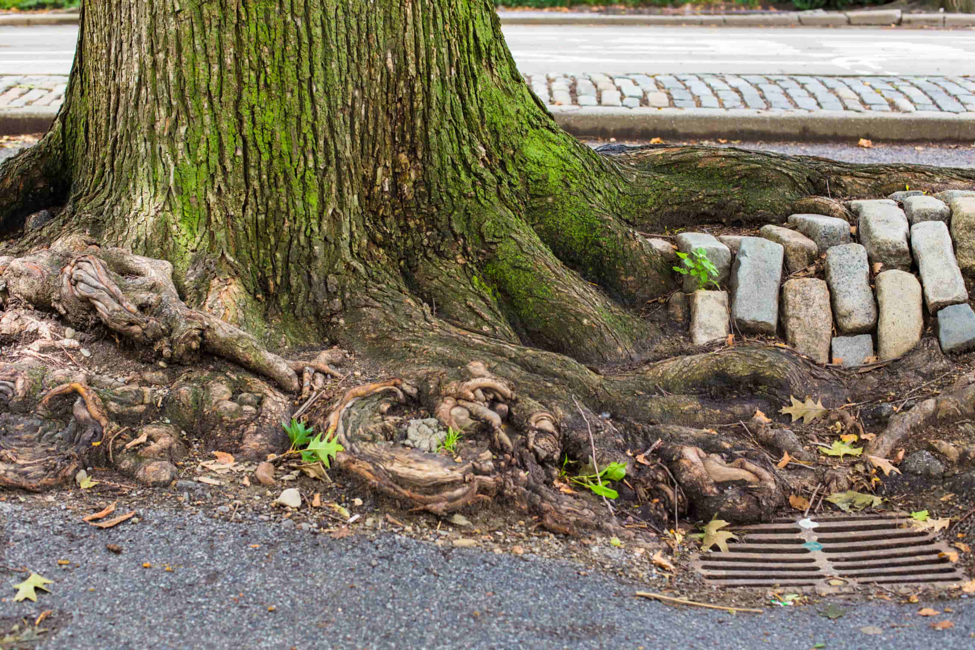 Tree Roots in Sewer Lines: Fall Warning Signs in Joplin